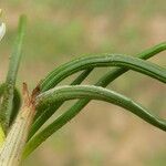 Romulea ramiflora List