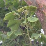 Sterculia setigera Hábito