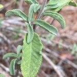 Salvia mellifera Hoja