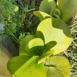 Clusia criuva Hoja