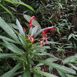 Lobelia persicifolia Feuille