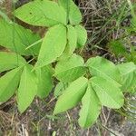 Aralia nudicaulisBlad