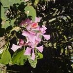 Bauhinia monandra Blomst