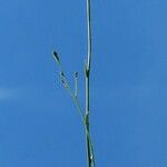 Wahlenbergia linarioides Fleur