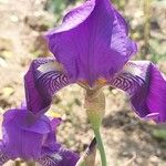 Iris × germanica Flower