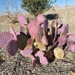 Opuntia macrocentra List