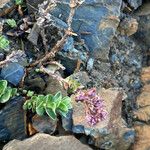 Veronica nummularia 葉