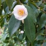 Camellia japonica Flower