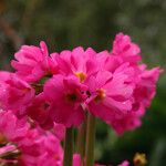 Primula rosea Flower