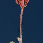 Chorizanthe staticoides Cvet