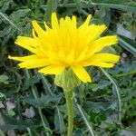 Crepis commutata പുഷ്പം