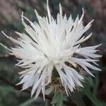 Centaurea aspera Λουλούδι