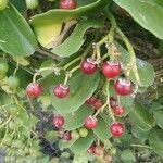 Cissus rotundifolia Frukt