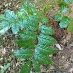 Zanthoxylum caribaeum Leaf
