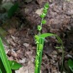 Carex sparganioides Plod