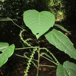 Acalypha macrostachya 葉