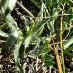 Antennaria carpatica Other