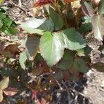 Rosa cinnamomea Leaf