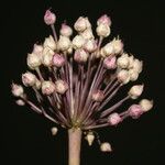 Allium atroviolaceum x Allium polyanthum Flower