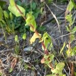 Cerinthe glabra Blad