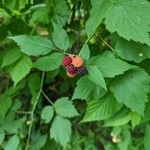 Rubus occidentalis फल
