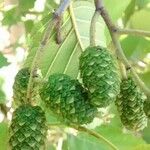 Alnus cordata Fruit