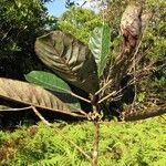 Elaeocarpus weibelianus Habit