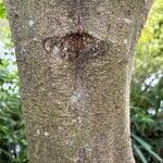 Alnus formosana Bark