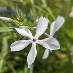 Phlox divaricata Kwiat