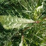 Picris hieracioides পাতা