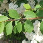 Spiraea chamaedryfolia Лист