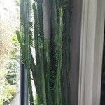 Euphorbia trigona Fulla