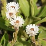 Helichrysum bellum Flower