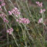 Antennaria dioica 形态