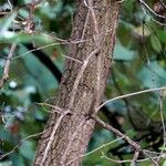 Robinia viscosa Rinde