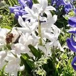 Hyacinthus orientalis Kvet
