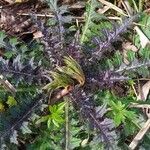 Cirsium palustreFeuille