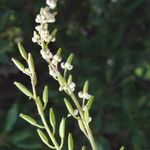 Triglochin bulbosa Flower