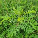 Indigofera arrecta Leaf