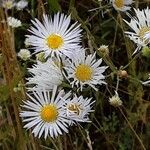 Erigeron annuus Fleur