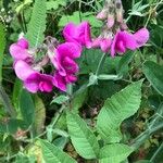 Lathyrus odoratus 整株植物