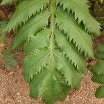 Melianthus majorFolha