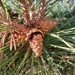 Pinus mugo Fruct