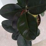 Ficus elastica Folha