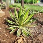 Agave lophantha Характер