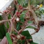 Miconia longicoma Floare
