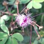 Mimosa velloziana Flower