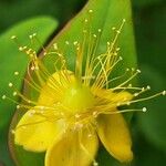 Hypericum × inodorum Cvet