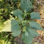 Ambrosia trifida Leaf