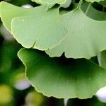 Ginkgo biloba Other